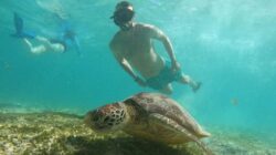 Penyu Hijau, Ikan, dan Patung Sepasang Kekasih di Gili Tramena
