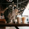 Ngopi Bareng Anabul! Ini 5 Kafe Pet Friendly di Denpasar dan Badung
