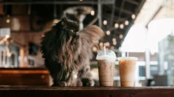 Ngopi Bareng Anabul! Ini 5 Kafe Pet Friendly di Denpasar dan Badung